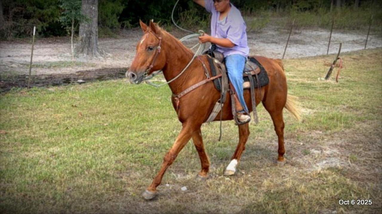 Biggie – Ranch-Tested, Family-Safe, and Ready to Ride!