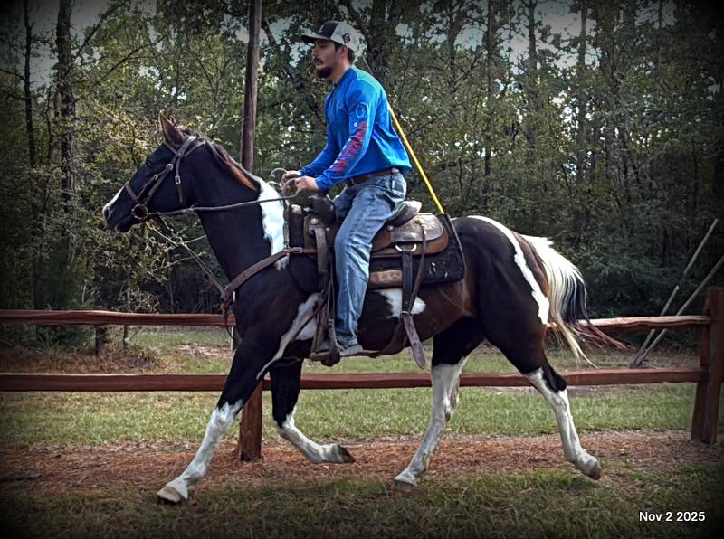 🧡Ragan🧡🎄 ✨ A Christmas Dream Horse Looking for Her Forever Home ✨ 🎄