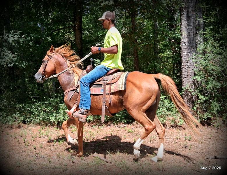 💚Blair • Beginner Safe, Seasoned Trail Mare💚
