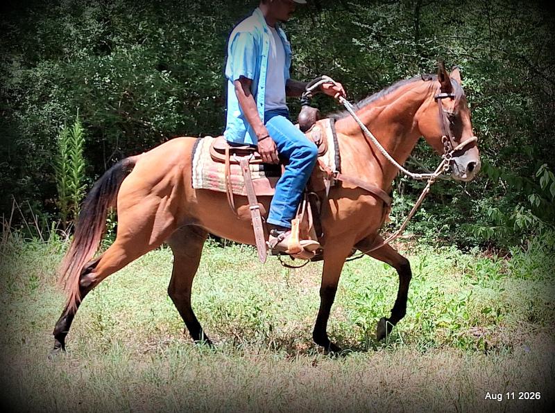 💚Sable • Beginner Safe & Family Safe Mare💚