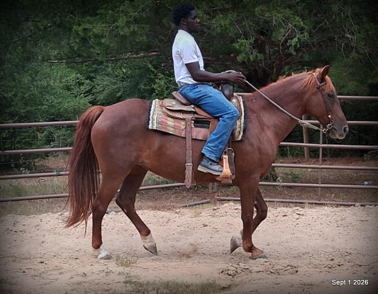 💚🐴 Cricket • Kid Safe & Beginner Safe Family Mare💚