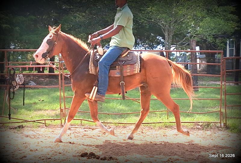 💚 Rocky | Kid-Safe Family Trail Gelding