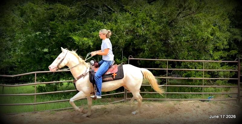 💚Prince💚Meet Prince: Your Dream Riding Partner! 👑
