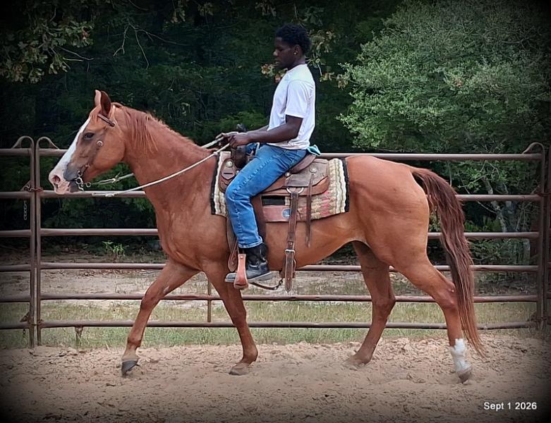 💚🐴 Brandy • Kid Safe, Family Safe & Dependable Quarter Horse Mare💚