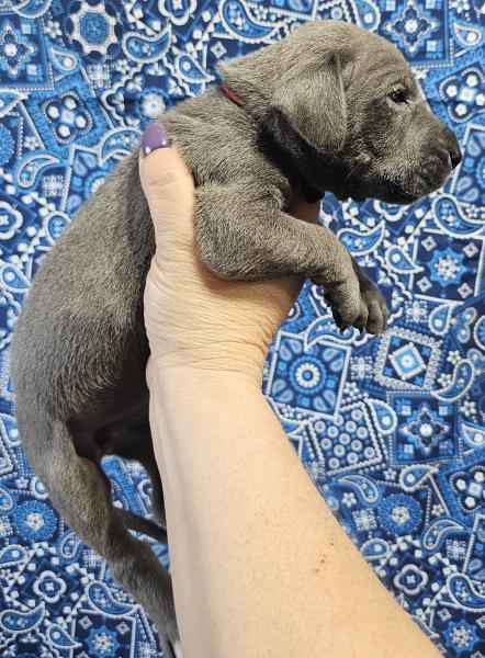 Blue Male Red Collar