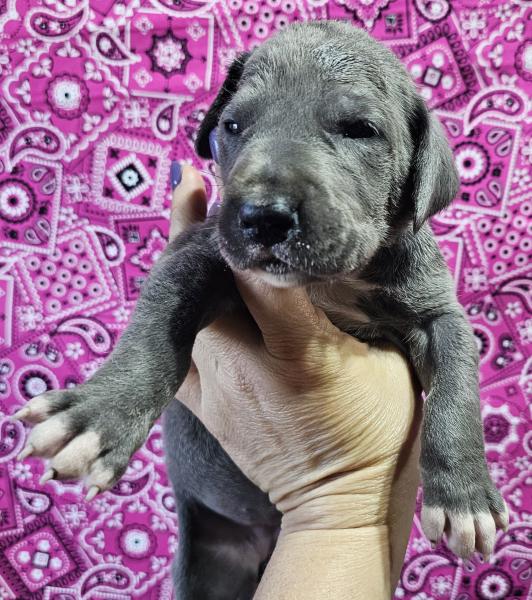 Blue Female Pink Collar