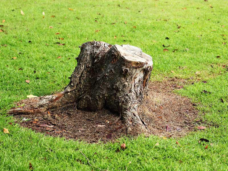 Stump Removal