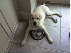 On The Spot realizes pet stains can occur at any time and on any surface.