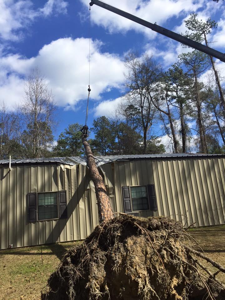 TREE REMOVAL