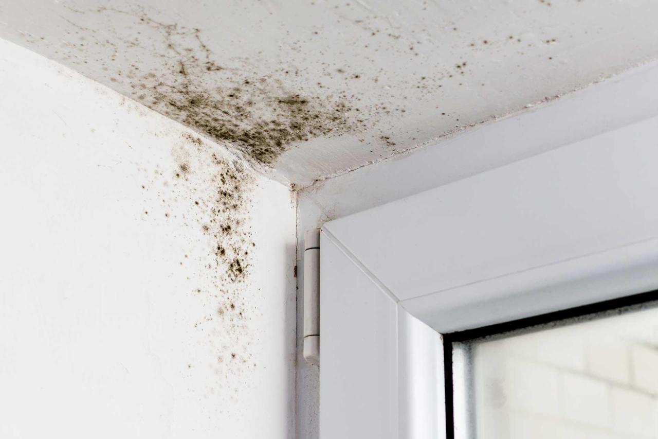 Advanced Mold Remediation Services
