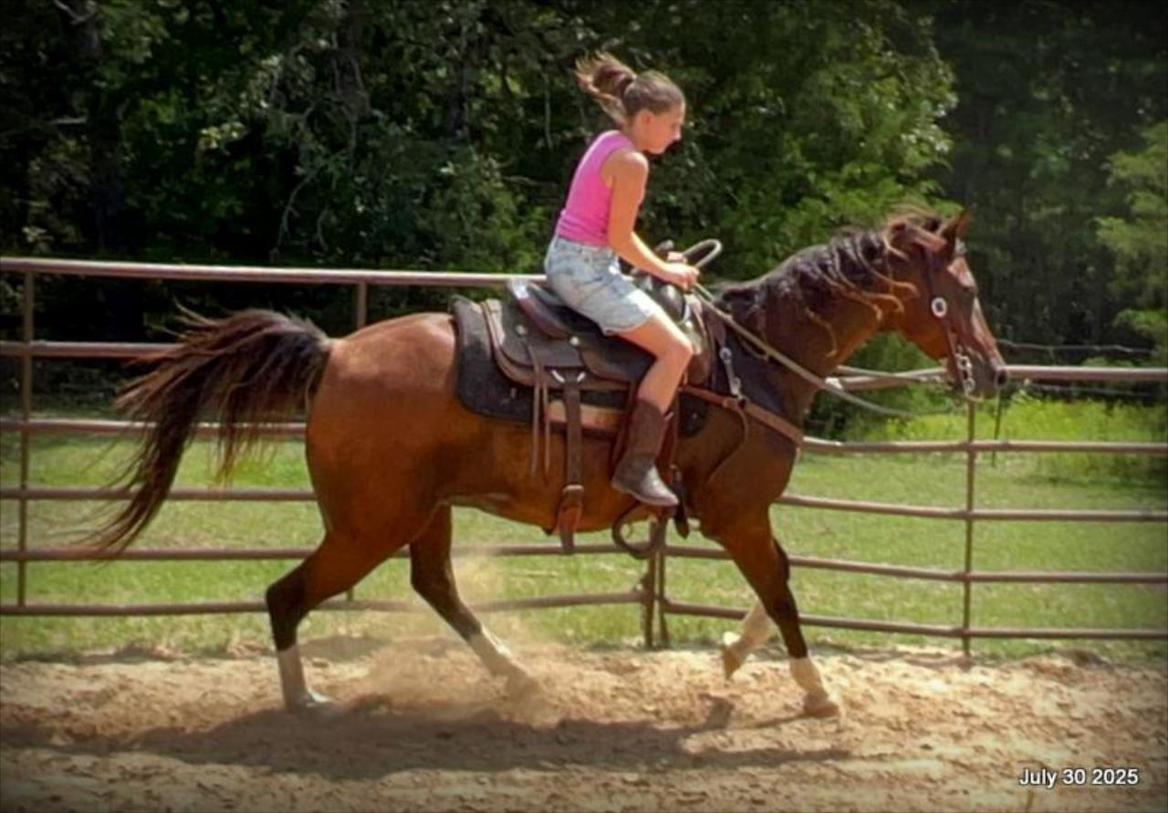 Cash- 11 Year Old Arabian Cross