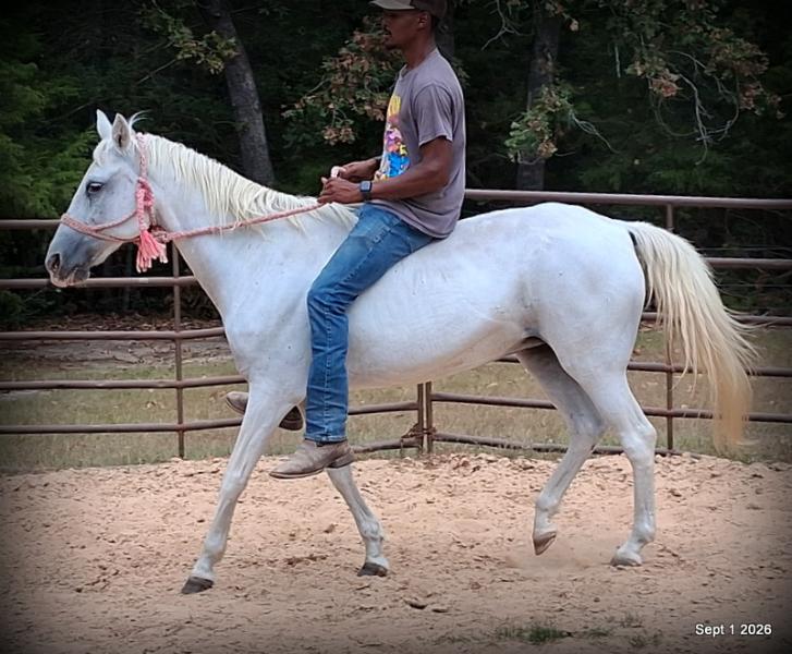 💛 🐴 Wisp • Beginner Safe, Smooth & Gentle Trail Mare 💛