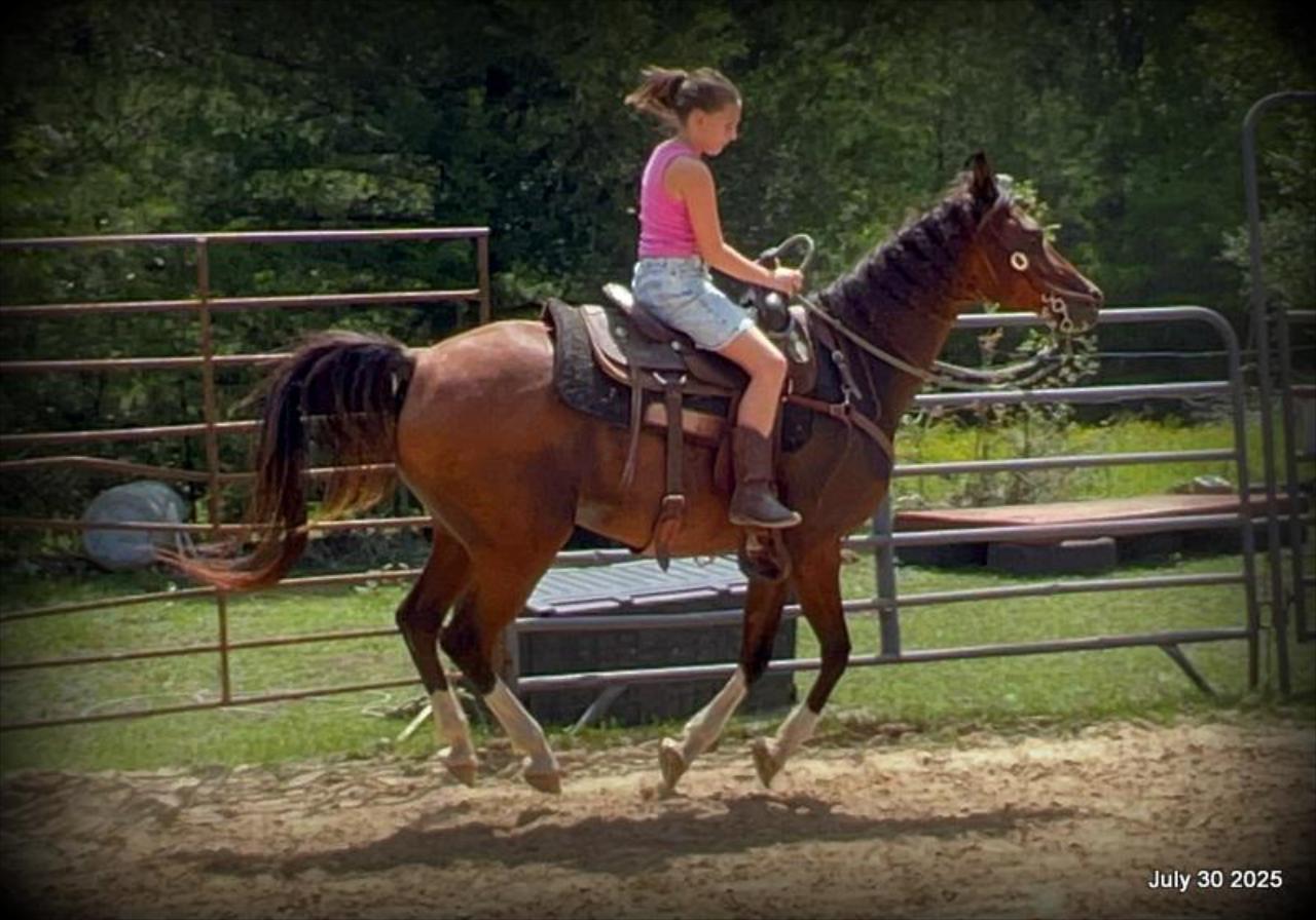 Cash- 11 Year Old Arabian Cross