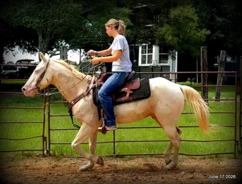 💚Prince💚Meet Prince: Your Dream Riding Partner! 👑
