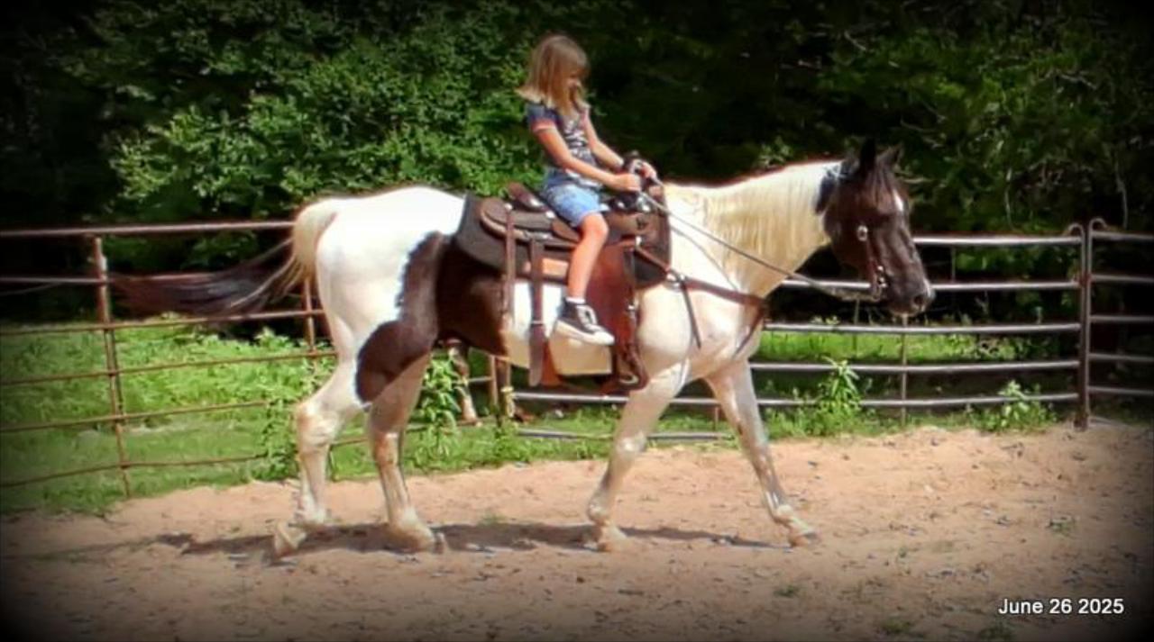 Meet Patrick – The Perfect Family Gelding!