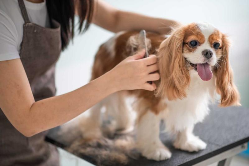 Full-Service Grooming