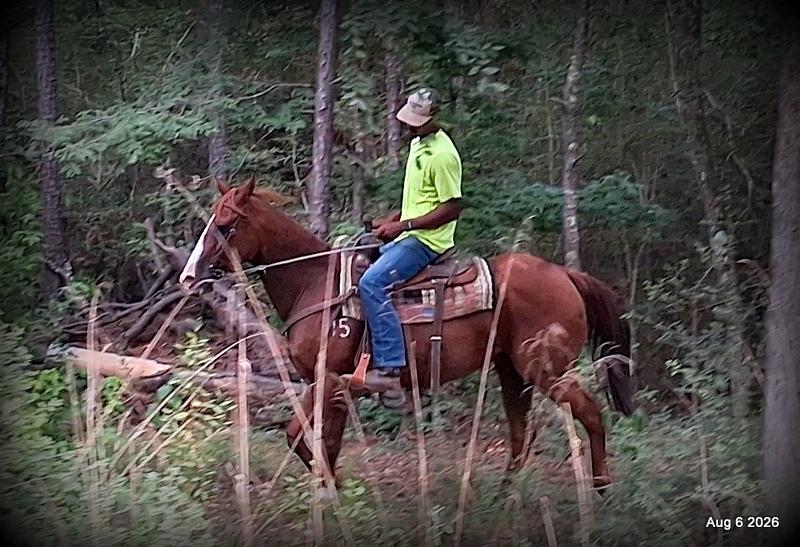 💛🐴 Scarlet • Ranch Experienced, Trail Ready & Ready to Ride💛