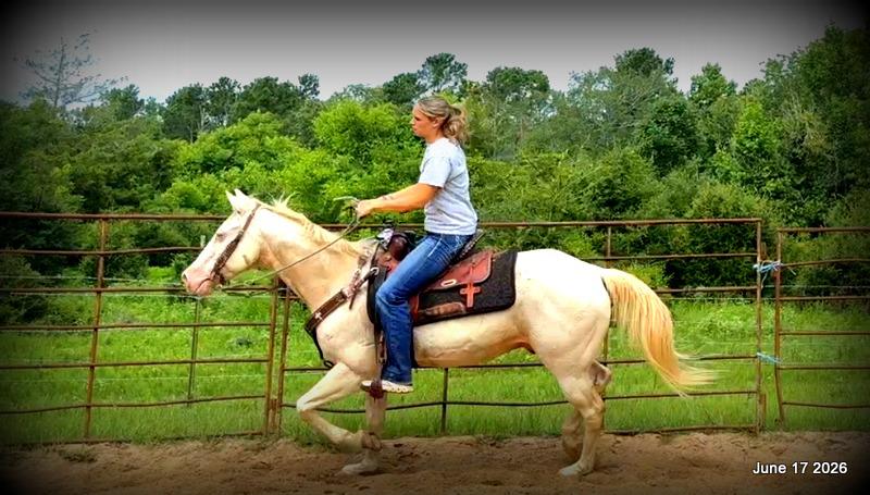 💚Prince💚Meet Prince: Your Dream Riding Partner! 👑