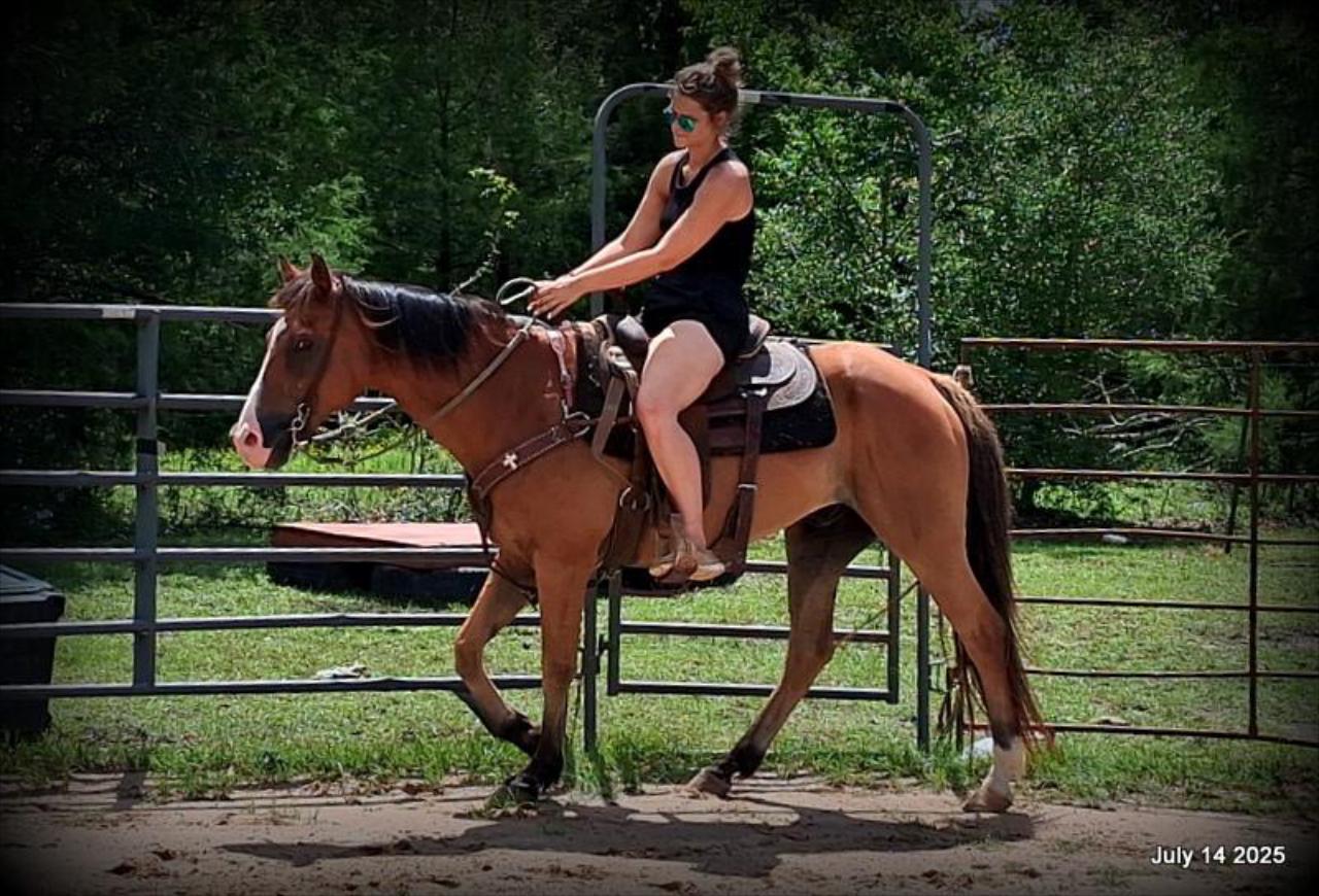 Bailey – Sweet Bay Gelding with a Heart of Gold