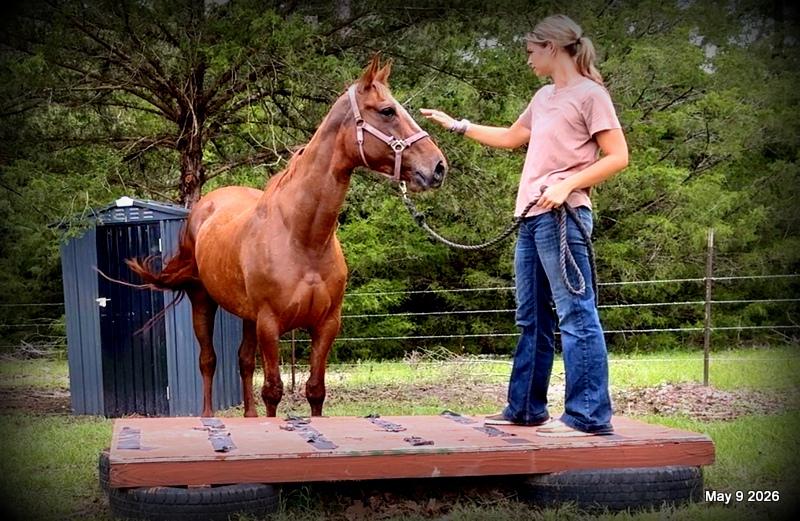 ❤️Mocha❤️Mare with a Story Still Being Written 🌟
