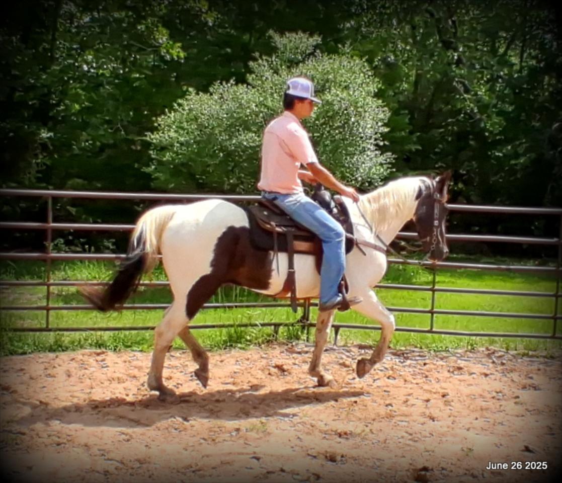 Meet Patrick – The Perfect Family Gelding!