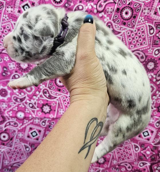 Blue Harlequin Female Purple Collar