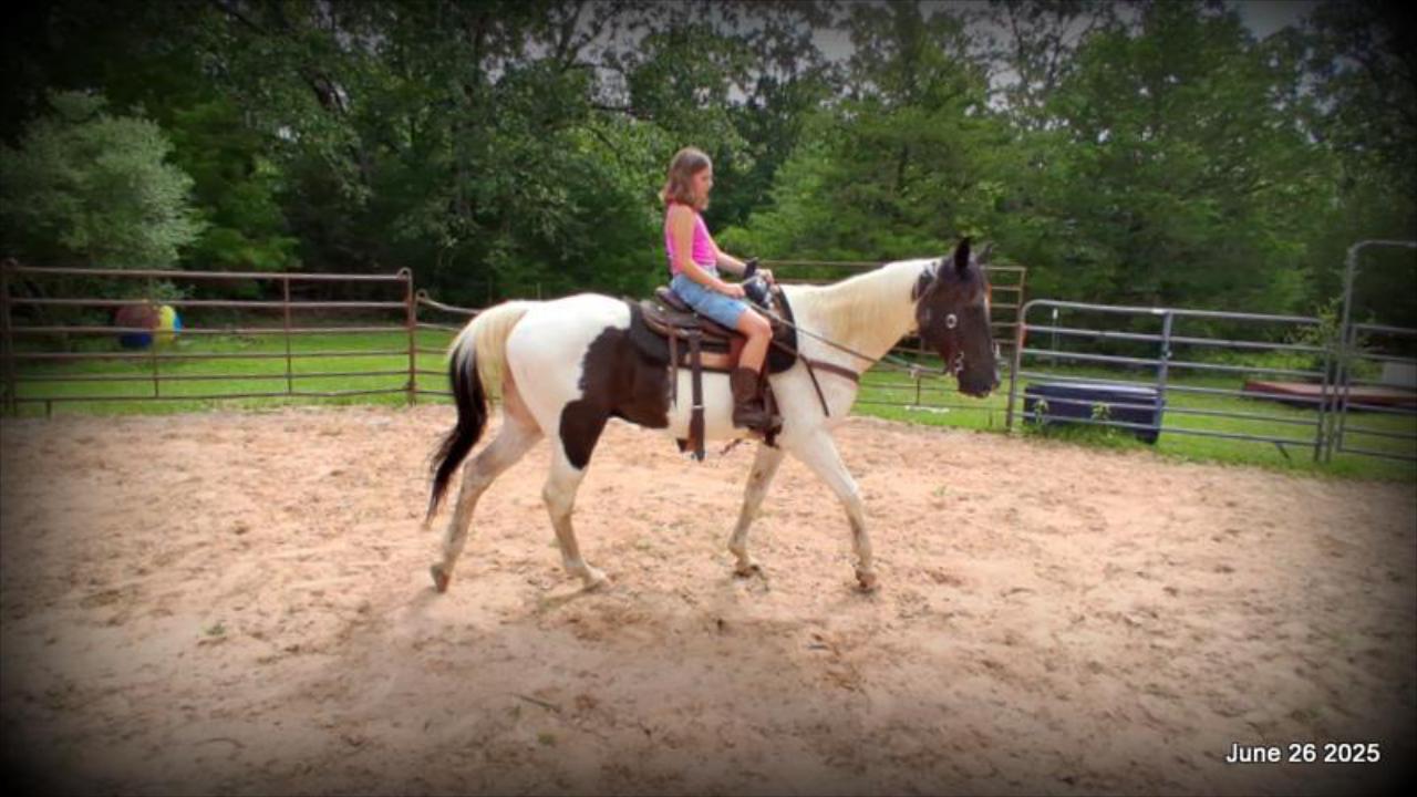 Meet Patrick – The Perfect Family Gelding!
