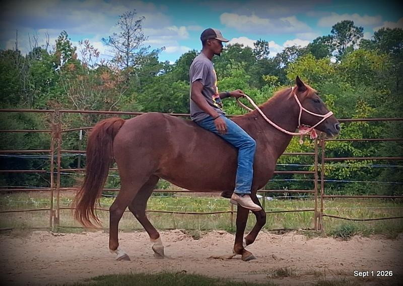 💚🐴 Cricket • Kid Safe & Beginner Safe Family Mare💚