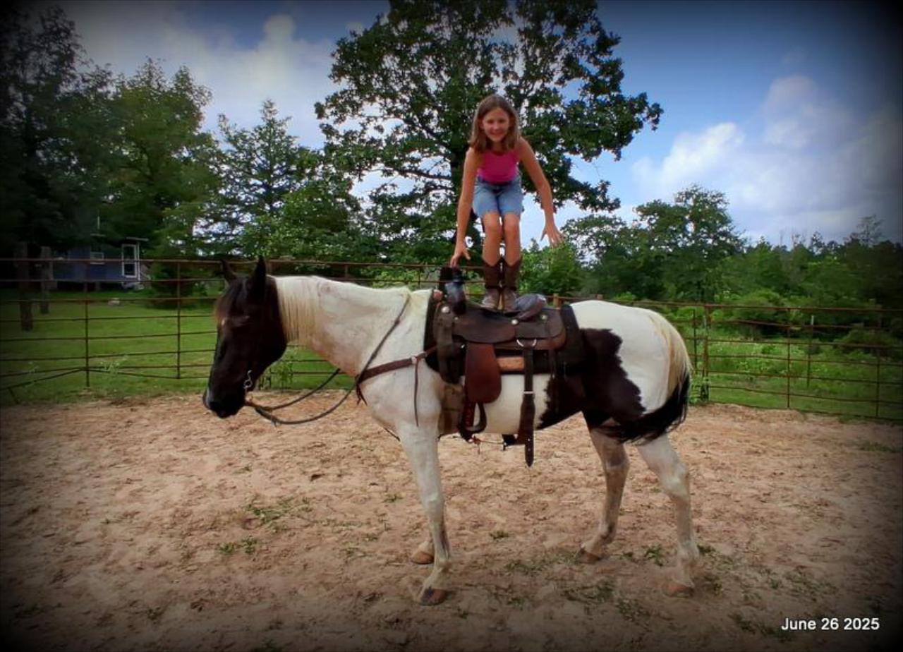 Meet Patrick – The Perfect Family Gelding!