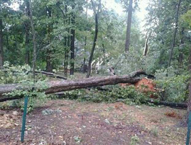 Tree & Stump Removal