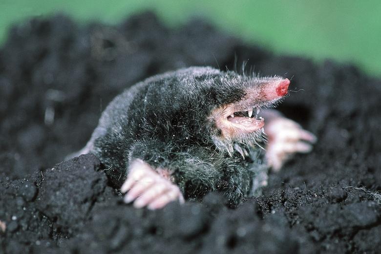 Moles