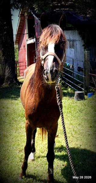 💛Bugs💛Smooth-Gaited Trail Mare 🌟