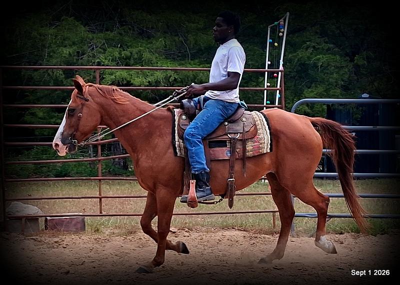 💚🐴 Brandy • Kid Safe, Family Safe & Dependable Quarter Horse Mare💚
