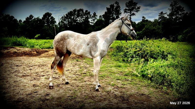 Milkshake Exceptional Young Filly Prospect 🌟