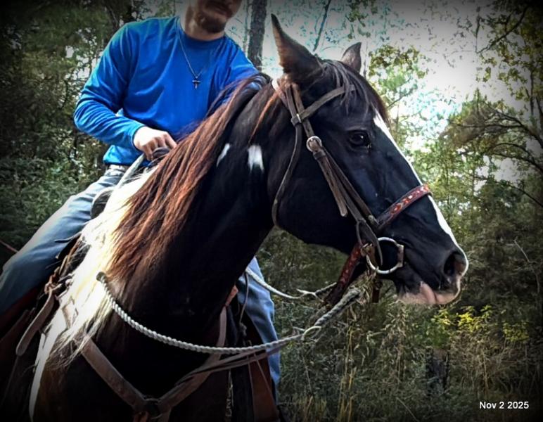 🧡Ragan🧡🎄 ✨ A Christmas Dream Horse Looking for Her Forever Home ✨ 🎄