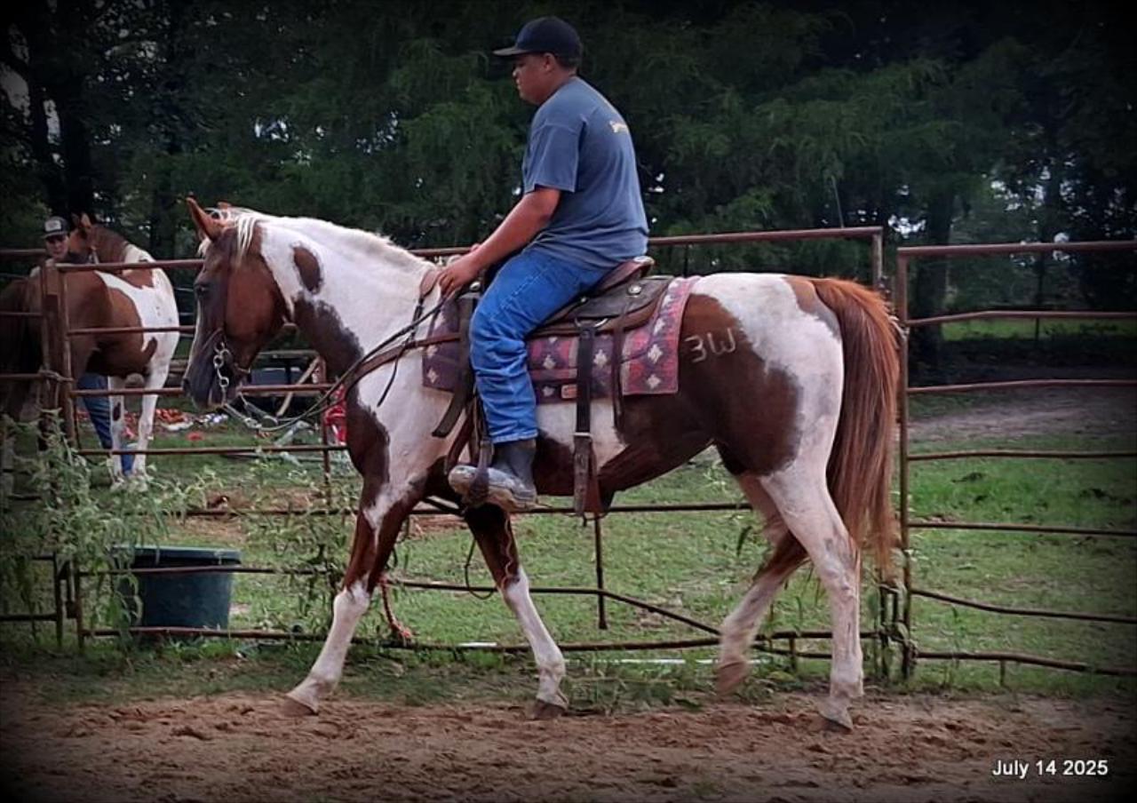 Jazzy – Beautiful Paint Mare with a Heart of Gold