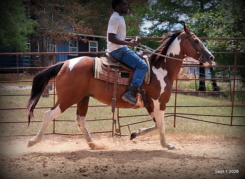 💛 🐴 Milly • Beginner Safe, Confident & Smooth Trail Mare💛