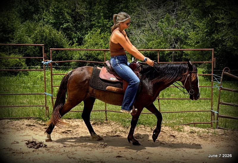 💛Bugs💛Smooth-Gaited Trail Mare 🌟