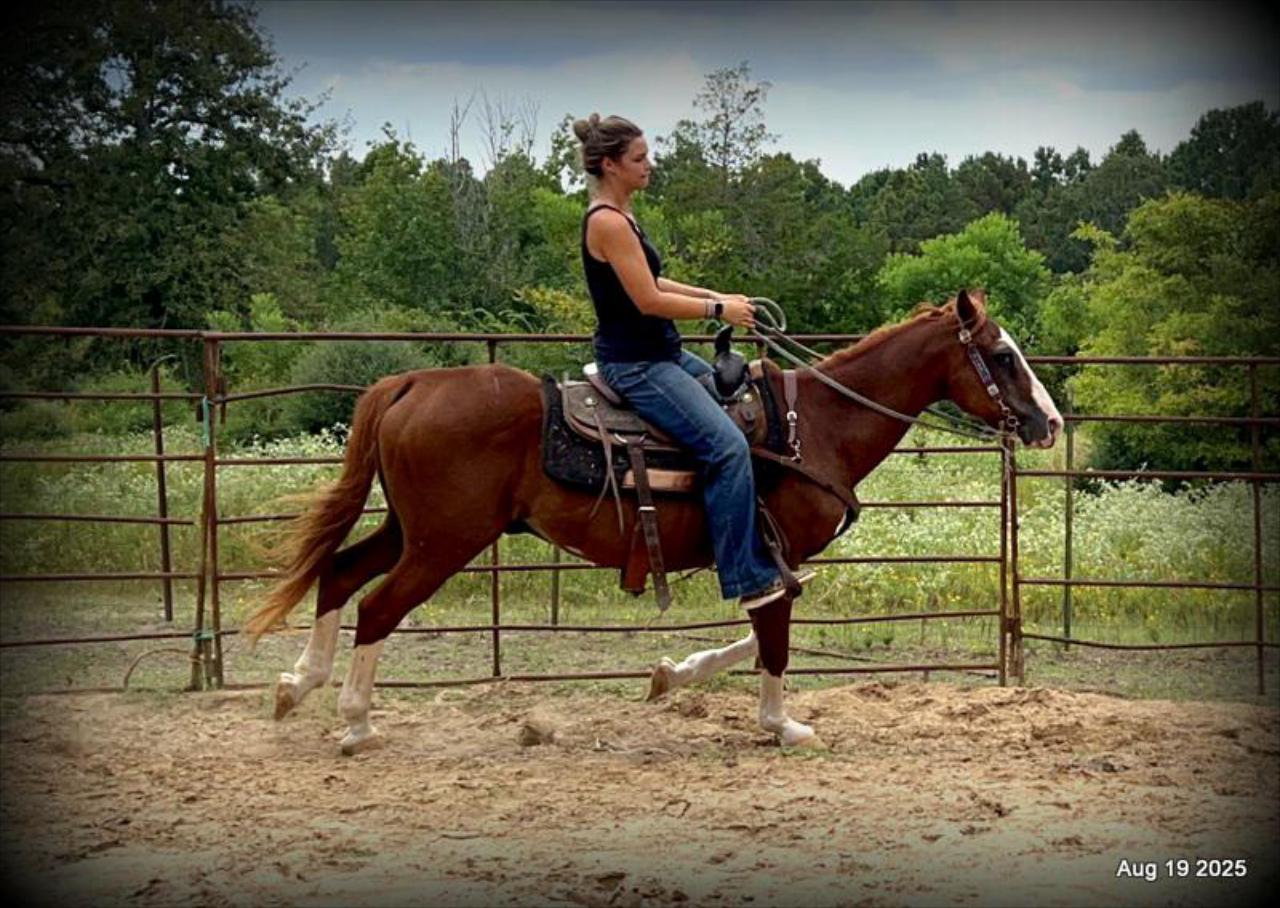 Cooper Amazing Beginners Horse