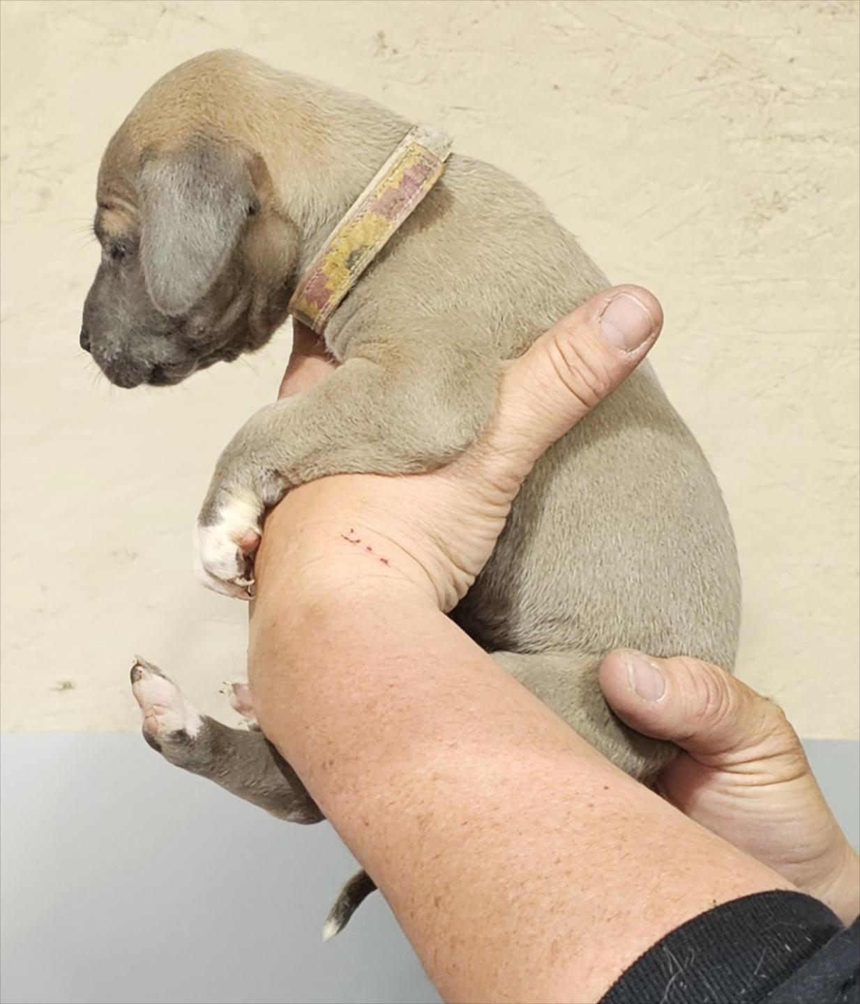 Blue Fawn Female Purple Collar