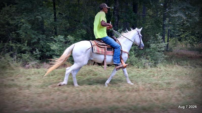 💚Wisp • Beginner Safe, Smooth & Dependable Trail Mare💚