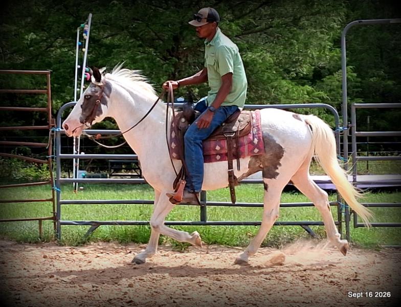 💚 Cosmo | Kid-Safe Spotted Gaited Gelding