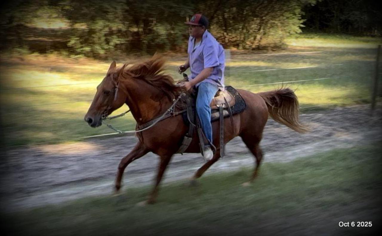 🌹 Meet Missouri – The Mare That Makes Every Ride Feel Like Home 🌹
