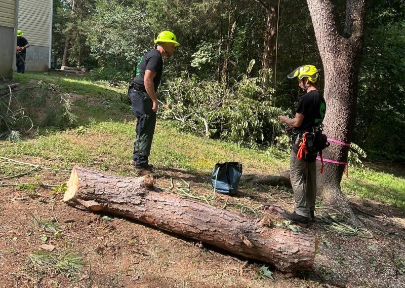 Tree Removal