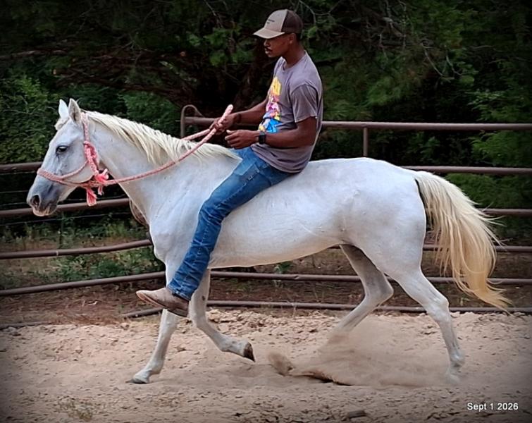 💛 🐴 Wisp • Beginner Safe, Smooth & Gentle Trail Mare 💛