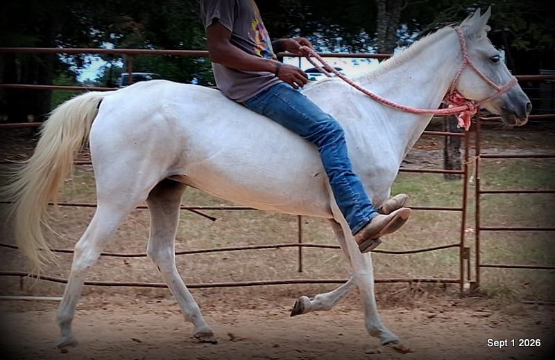 💛 🐴 Wisp • Beginner Safe, Smooth & Gentle Trail Mare 💛