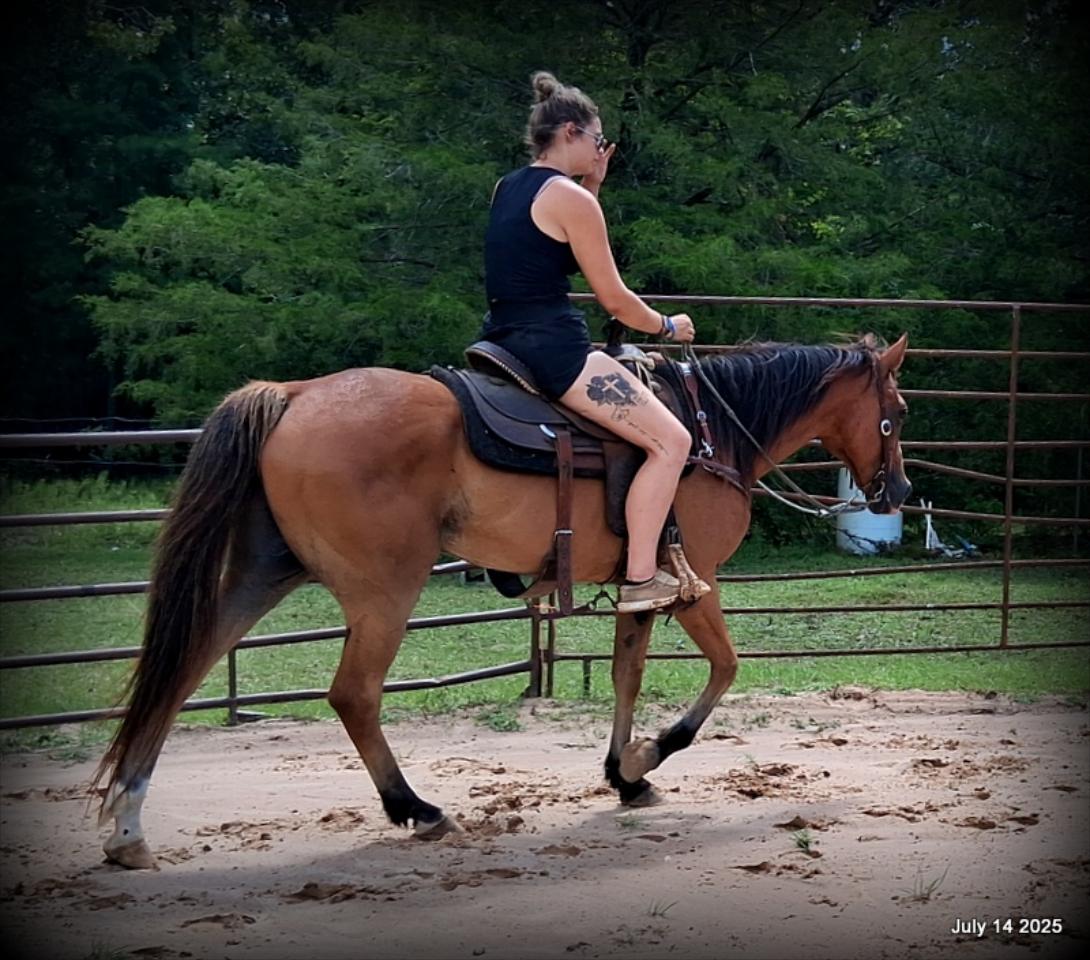 Bailey – Sweet Bay Gelding with a Heart of Gold