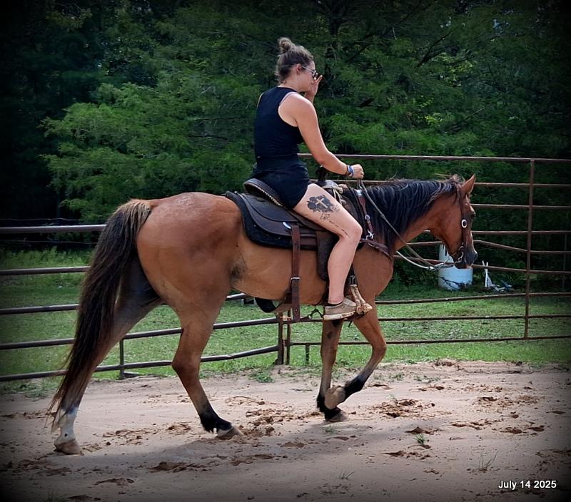 Bailey – Sweet Bay Gelding with a Heart of Gold