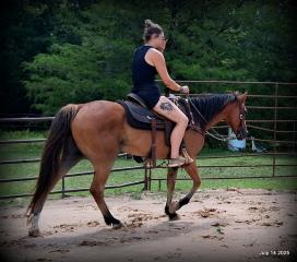 Bailey – Sweet Bay Gelding with a Heart of Gold