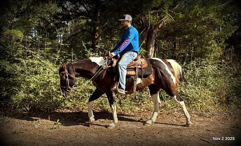 🧡Ragan🧡🎄 ✨ A Christmas Dream Horse Looking for Her Forever Home ✨ 🎄